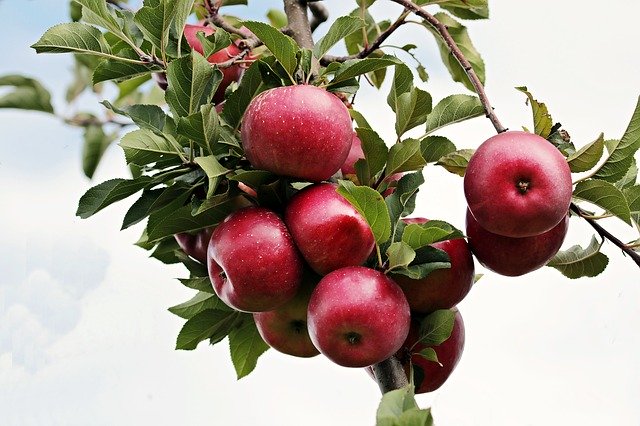 Vitaminreiche Äpfel gehören zu den zahnfreundlichen Lebensmitteln.